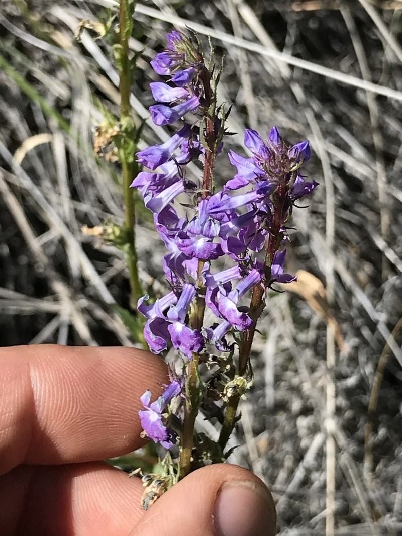Fringeleaf Lobelia photo 8