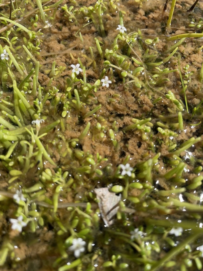 Lobelia fenshamii