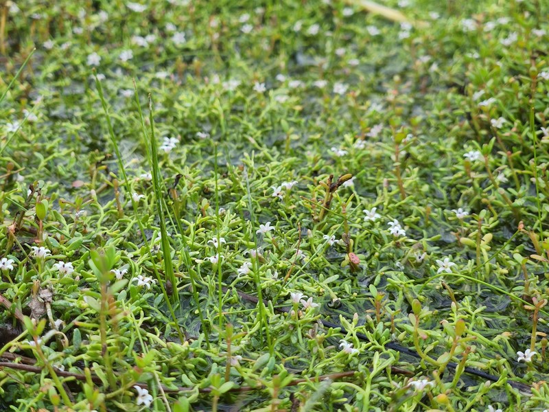 Lobelia fenshamii photo 6