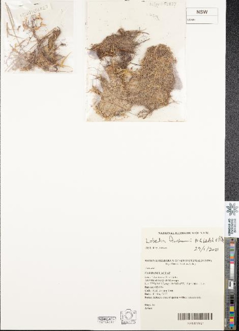 Lobelia fenshamii photo 7
