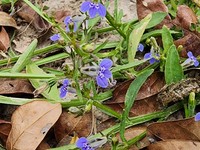 Lobelia fervens