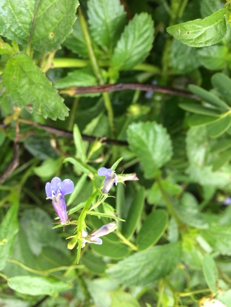 Lobelia fervens photo 2