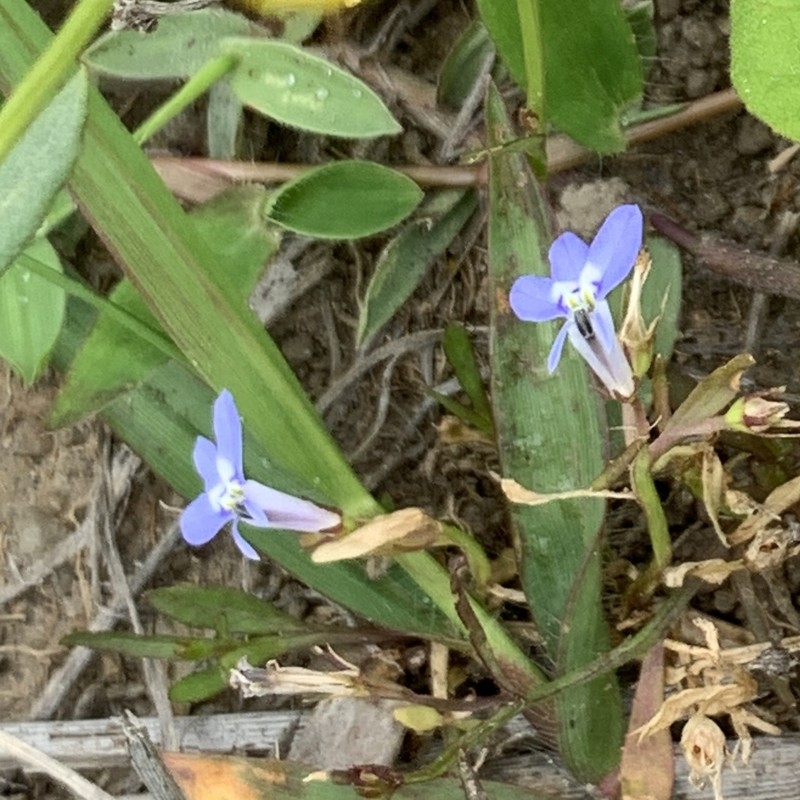 Lobelia fervens photo 3
