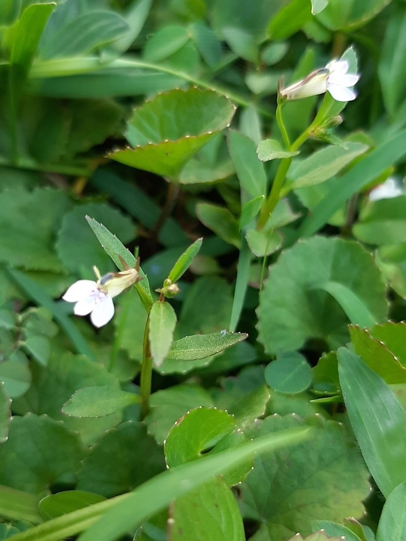 Lobelia fervens photo 4