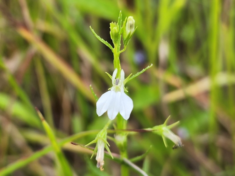 Lobelia fervens photo 5