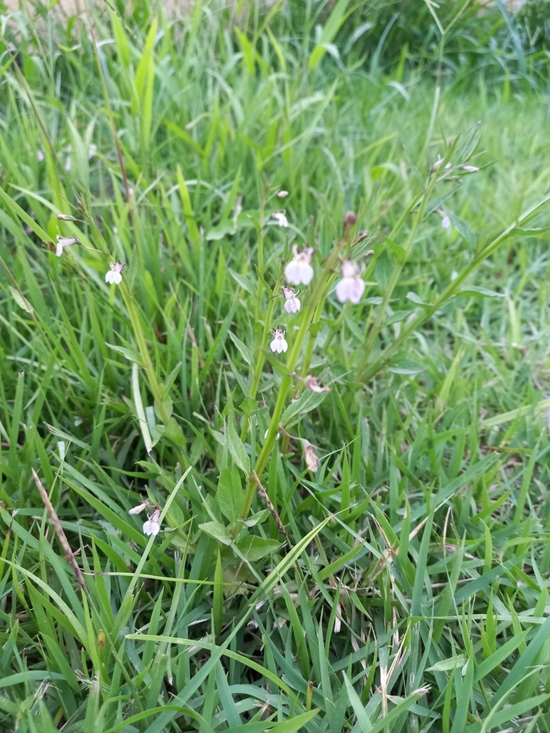 Lobelia fervens photo 6