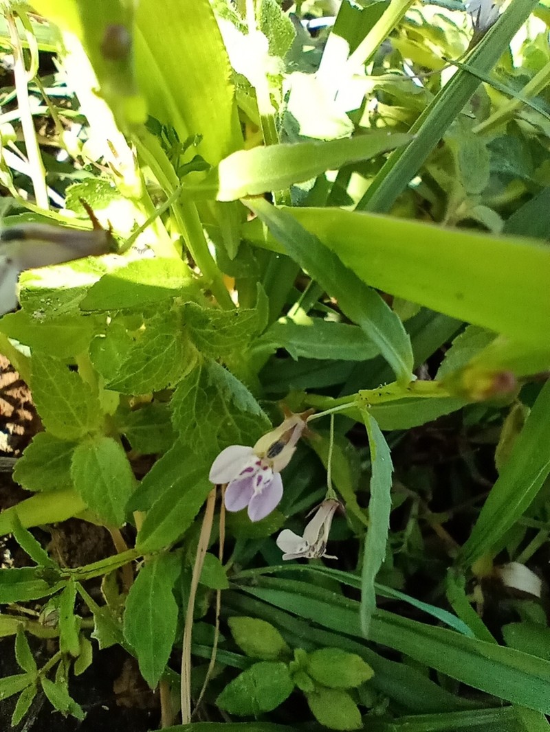 Lobelia fervens photo 7