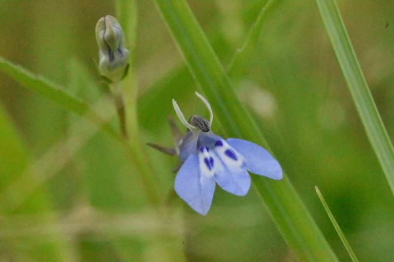 Lobelia fervens photo 8