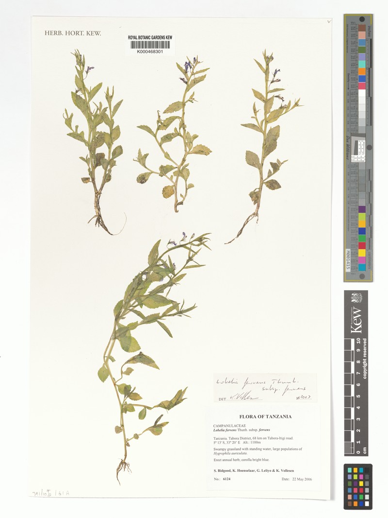 Lobelia fervens subsp. fervens photo 2