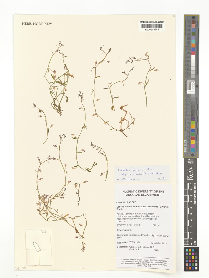 Lobelia fervens subsp. recurvata