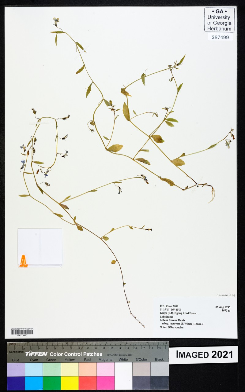 Lobelia fervens subsp. recurvata photo 2