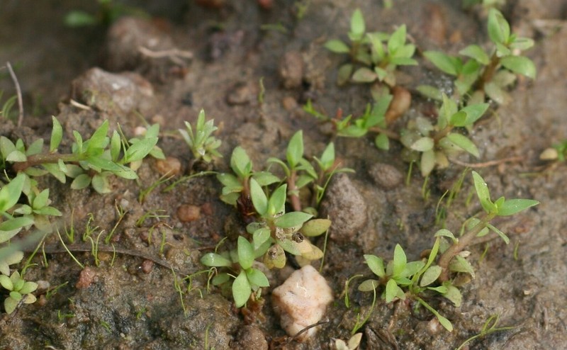 Lobelia filicaulis
