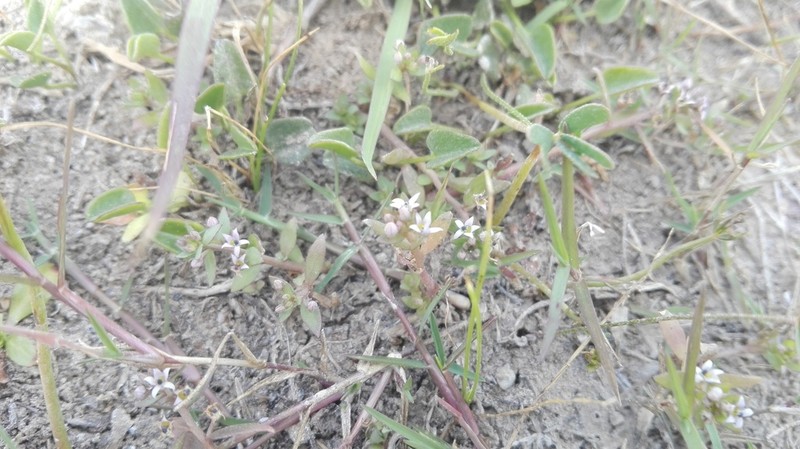 Lobelia filicaulis photo 3