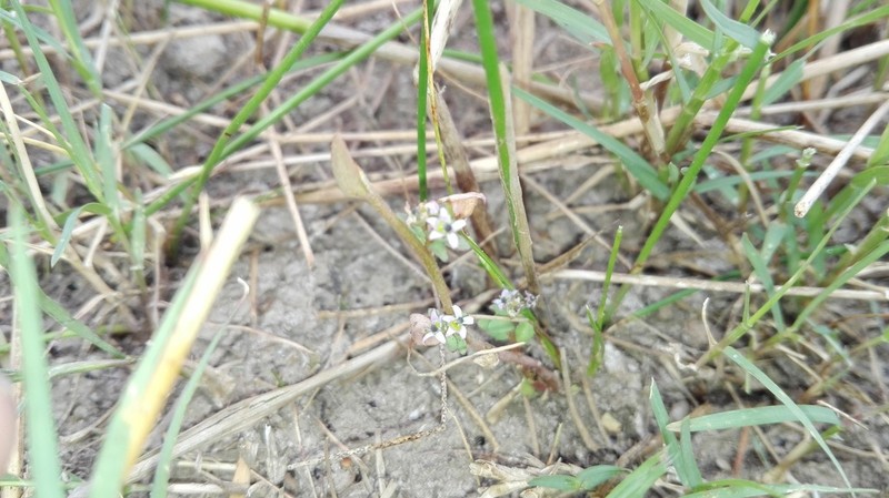 Lobelia filicaulis photo 4