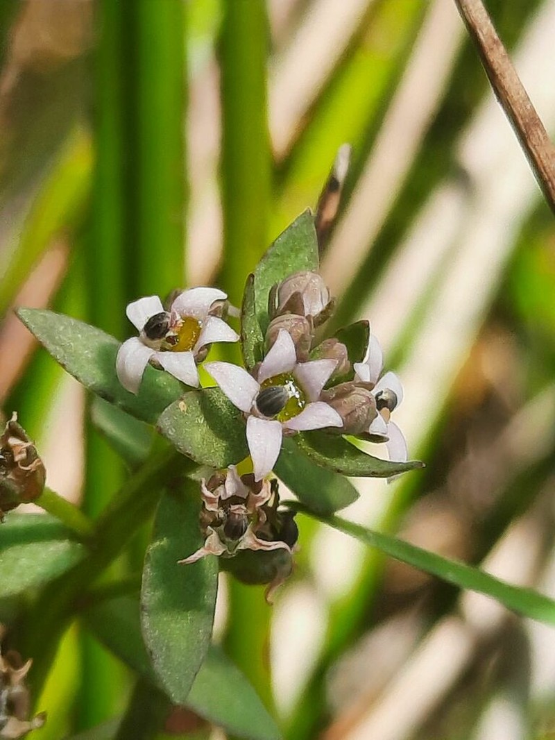 Lobelia filicaulis photo 5
