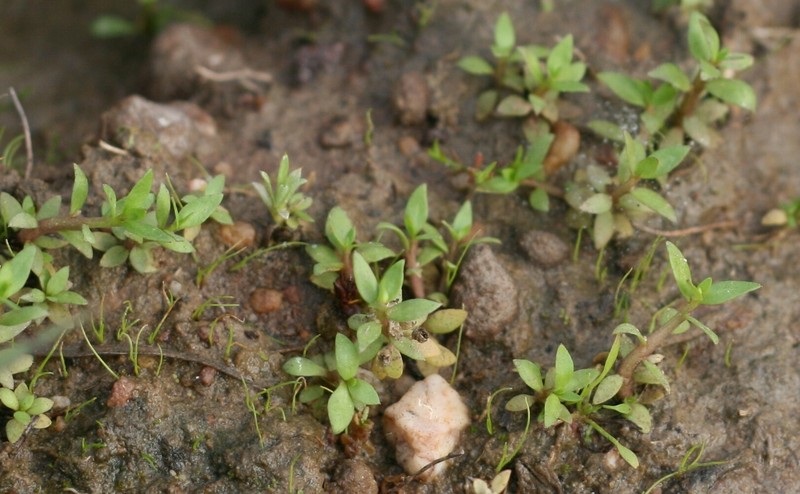 Lobelia filicaulis photo 6