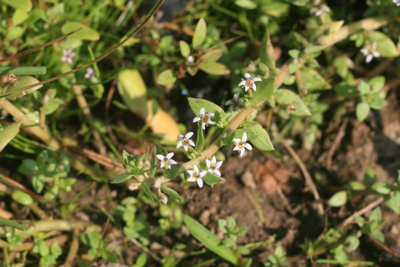 Lobelia filicaulis photo 7