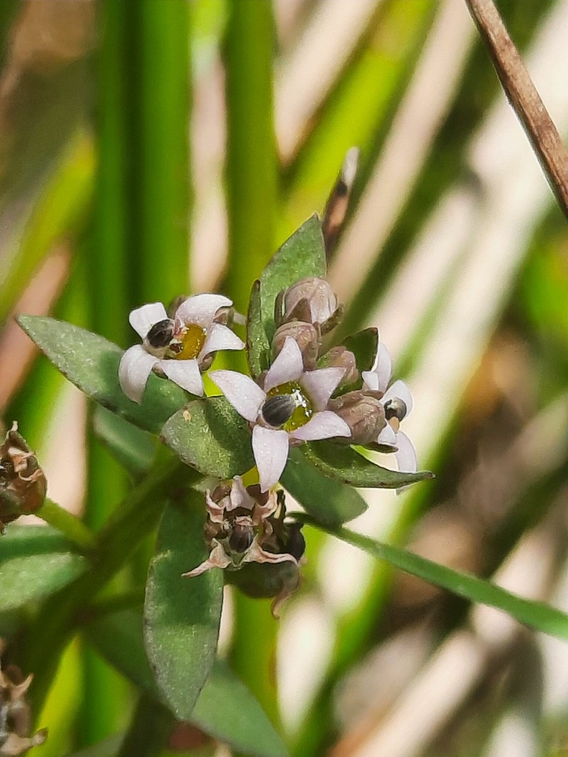 Lobelia filicaulis photo 8