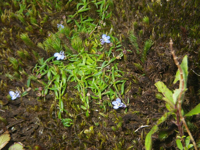 Lobelia filiformis