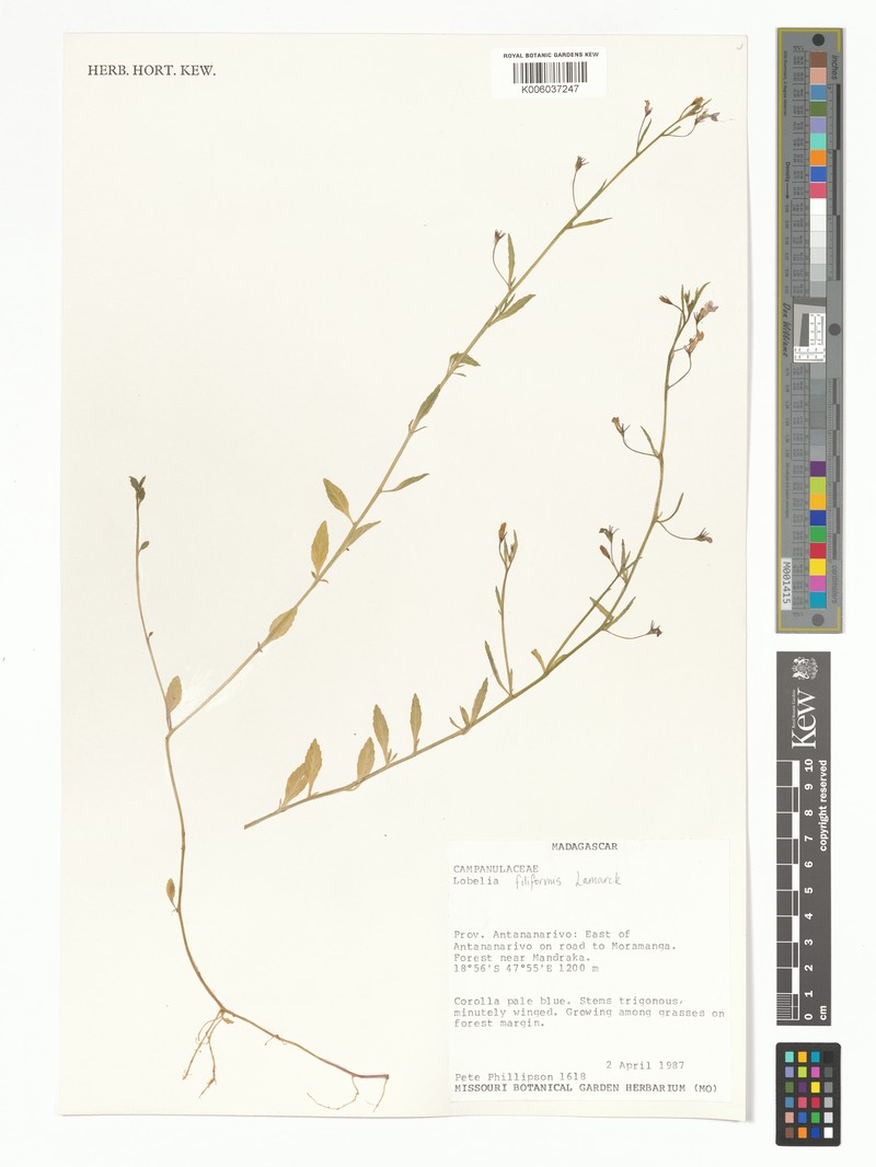 Lobelia filiformis photo 2