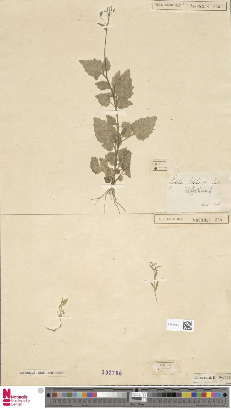 Lobelia filiformis photo 3
