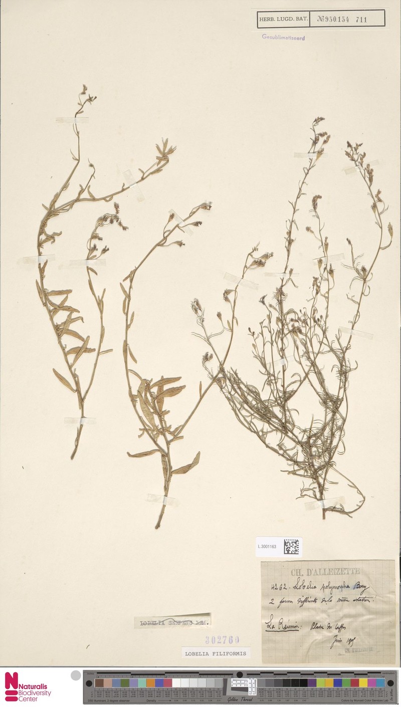 Lobelia filiformis photo 4