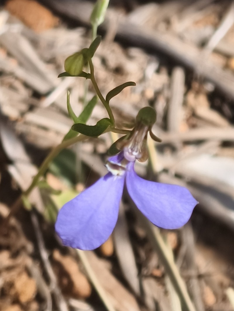 Lobelia fissiflora