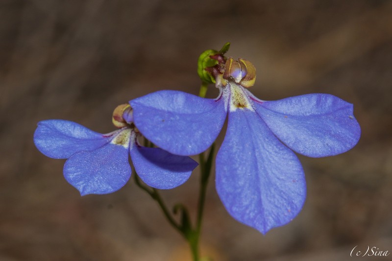 Lobelia fissiflora photo 2