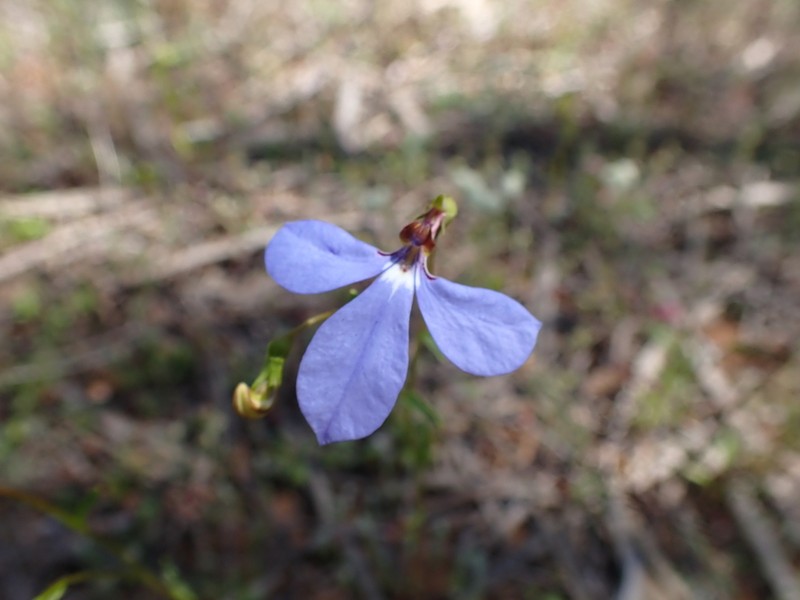 Lobelia fissiflora photo 4