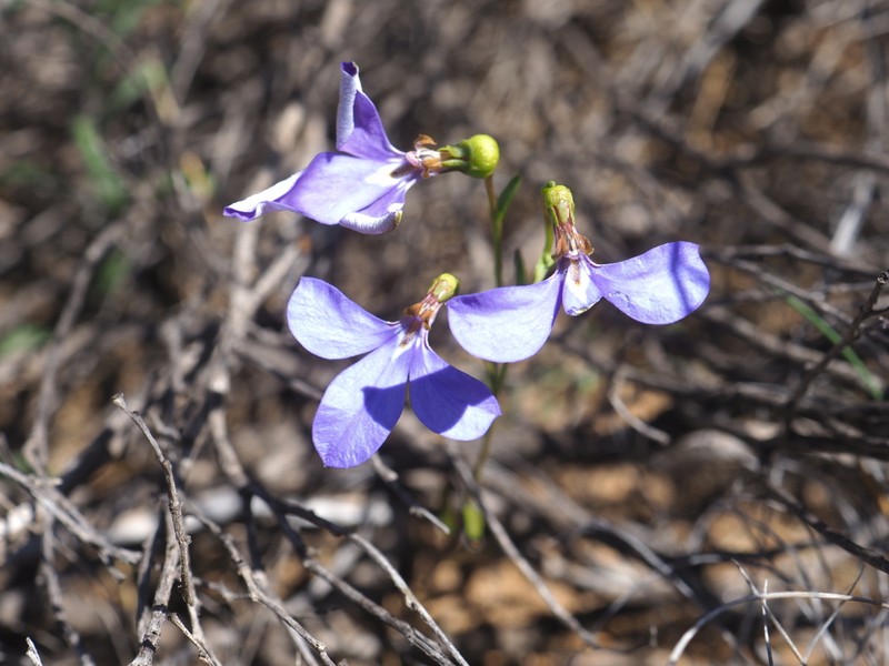 Lobelia fissiflora photo 5