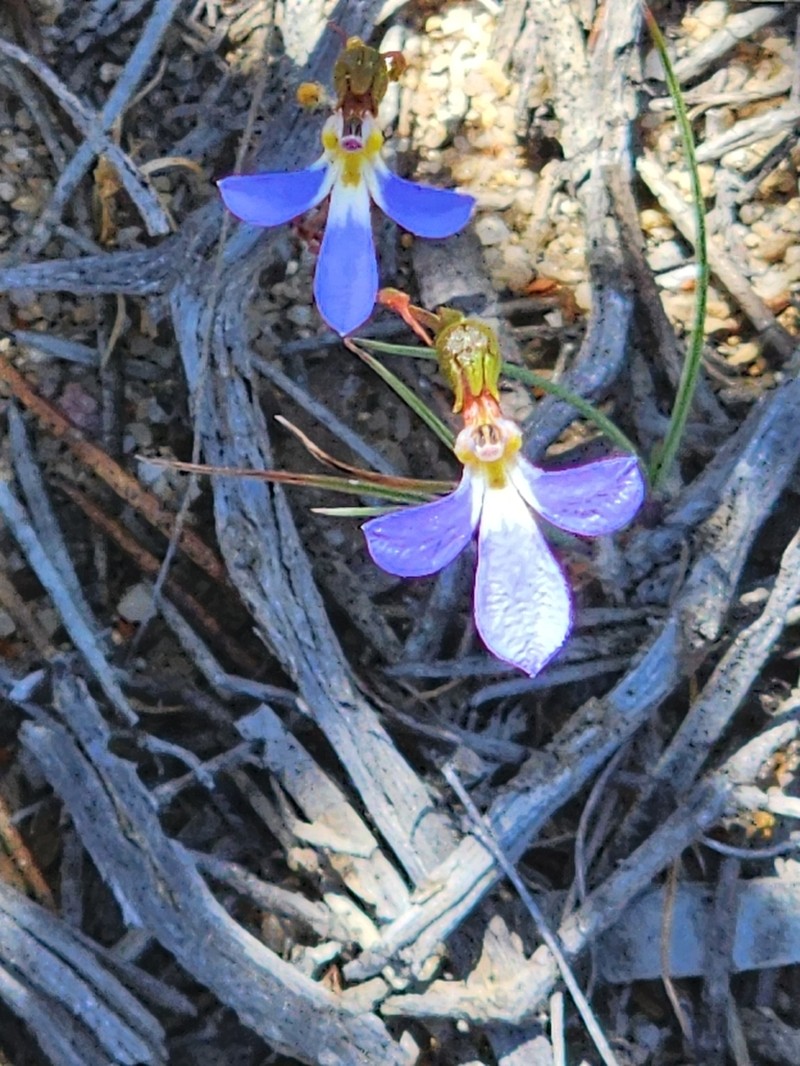 Lobelia fissiflora photo 6