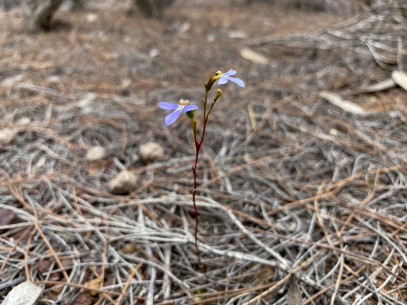 Lobelia fissiflora photo 7