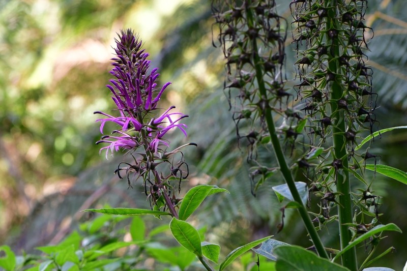 Lobelia fistulosa