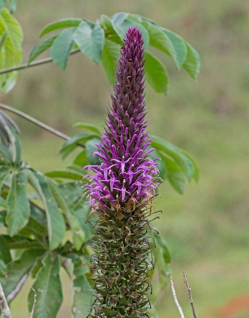 Lobelia fistulosa photo 2