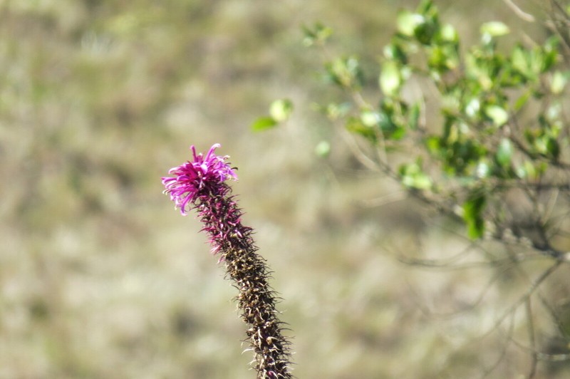 Lobelia fistulosa photo 3