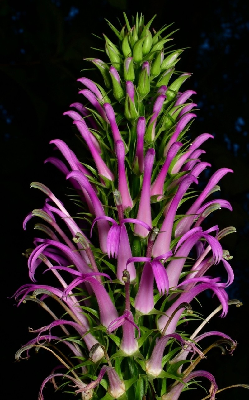 Lobelia fistulosa photo 7