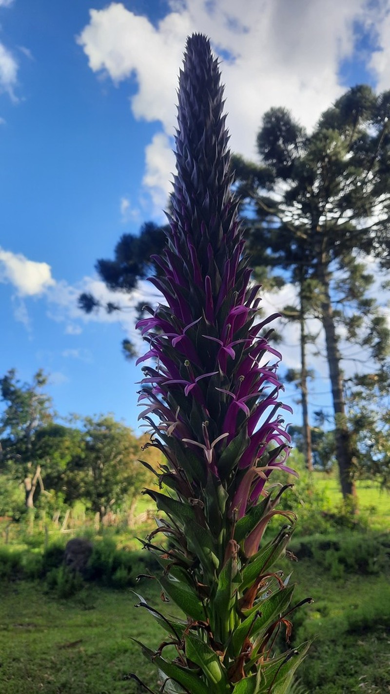Lobelia fistulosa photo 8