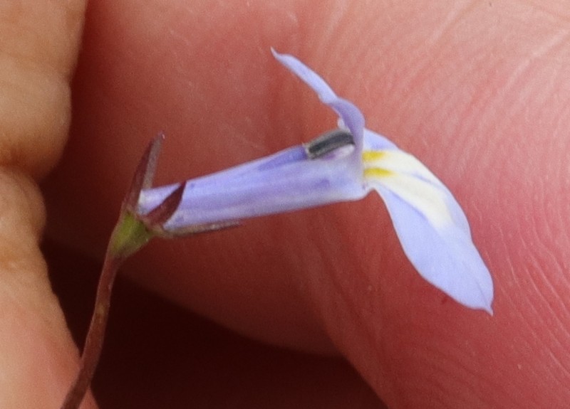 Lobelia flaccida