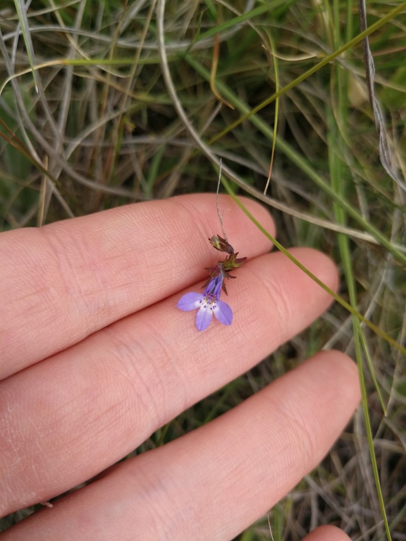 Lobelia flaccida photo 2