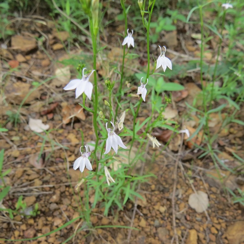 Lobelia flaccida photo 3