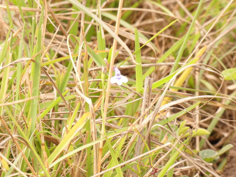 Lobelia flaccida photo 4