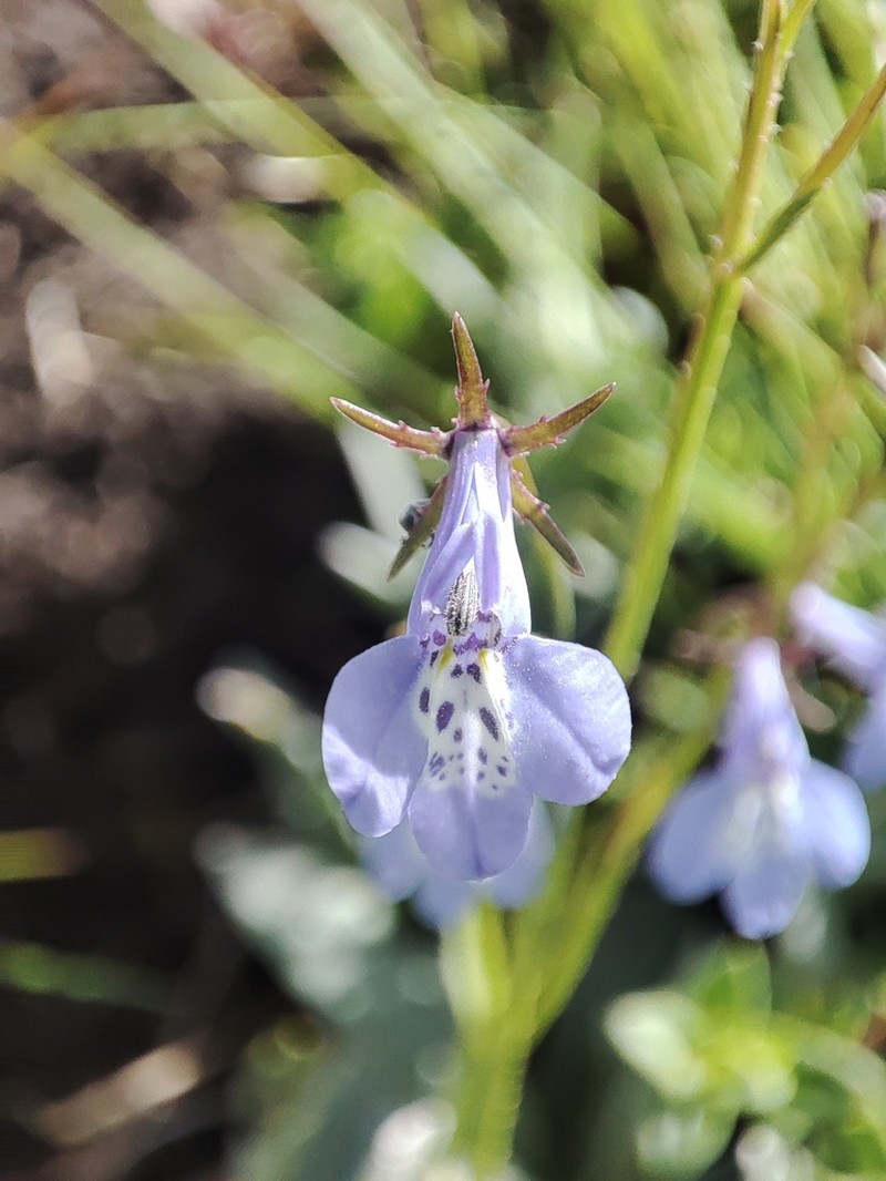 Lobelia flaccida photo 5