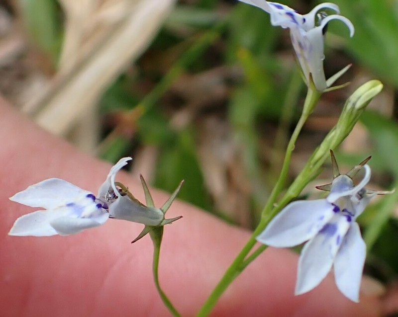 Lobelia flaccida photo 6
