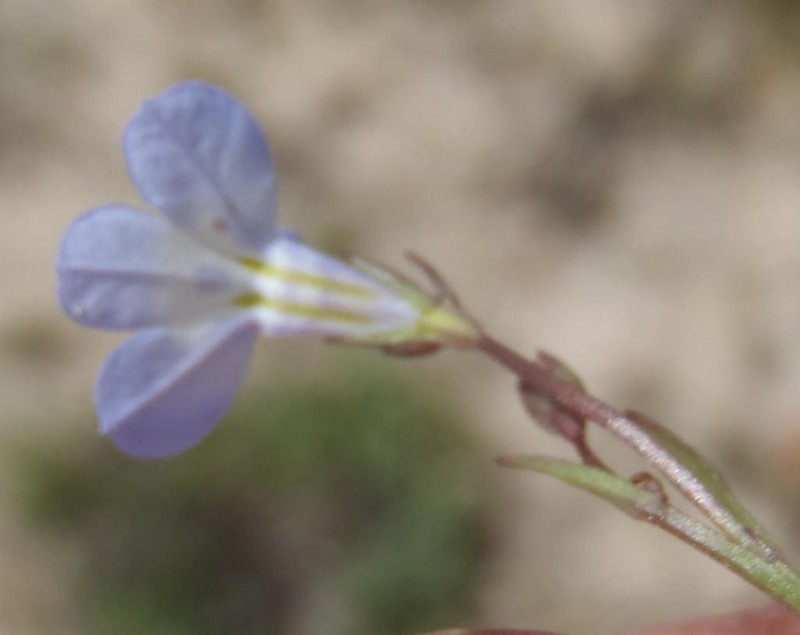 Lobelia flaccida photo 7