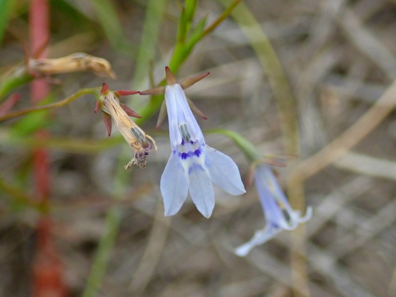 Lobelia flaccida photo 8