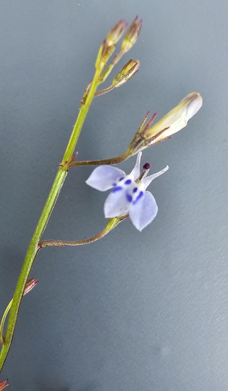 Lobelia flaccida subsp. flaccida