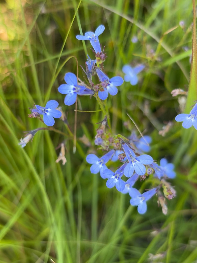 Lobelia flaccida subsp. flaccida photo 2