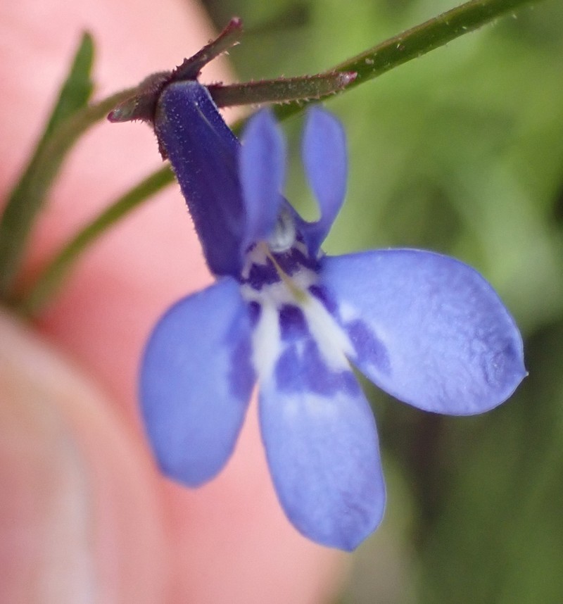 Lobelia flaccida subsp. flaccida photo 3