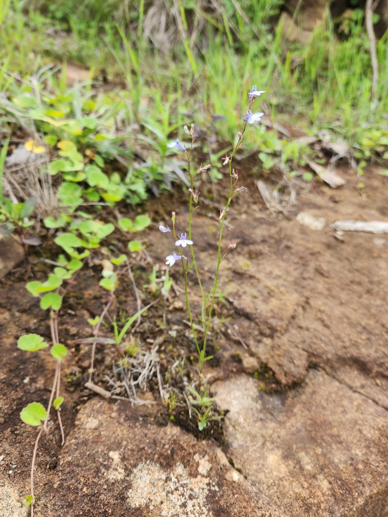 Lobelia flaccida subsp. flaccida photo 4