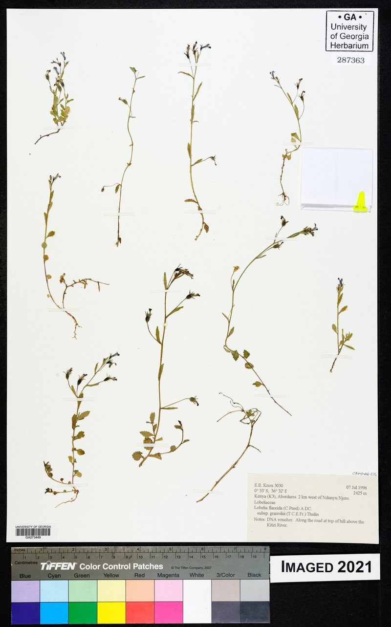 Lobelia flaccida subsp. granvikii